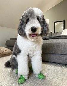 Instagram post by @oatleythesheepadoodle