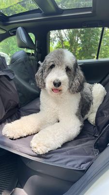 Instagram post by @oatleythesheepadoodle