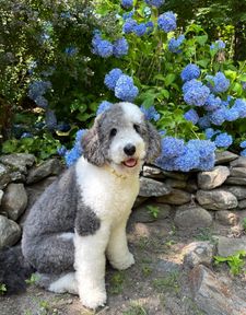 Instagram post by @oatleythesheepadoodle