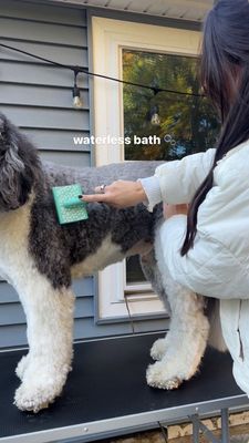 Instagram post by @oatleythesheepadoodle