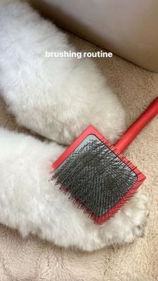 Instagram post by @oatleythesheepadoodle