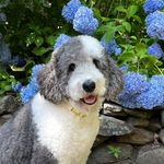 @oatleythesheepadoodle Instagram Profile