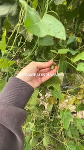 Instagram post by @backyard.gardener.rach