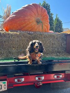 Instagram post by @lulu_gurl