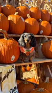 Instagram post by @lulu_gurl