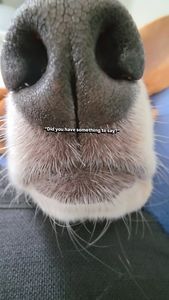 Instagram post by @thebalancedbeagle