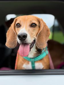 Instagram post by @thebalancedbeagle