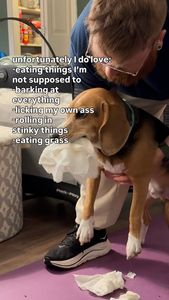 Instagram post by @thebalancedbeagle