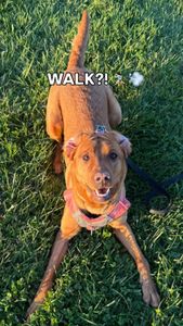 Instagram post by @thebalancedbeagle