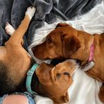 @thebalancedbeagle Instagram Profile