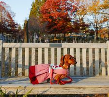 Instagram post by @kinako_shortlegs