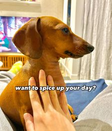 Instagram post by @kinako_shortlegs