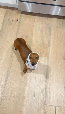 Instagram post by @kinako_shortlegs