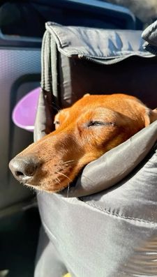 Instagram post by @kinako_shortlegs