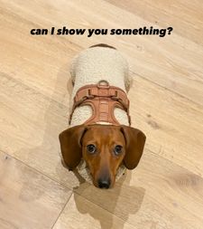 Instagram post by @kinako_shortlegs