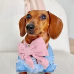 @kinako_shortlegs Instagram Profile