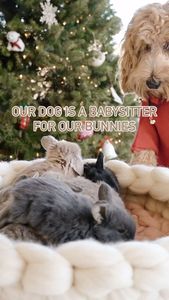 Instagram post by @huggablebuns