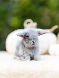 Instagram post by @huggablebuns