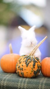 Instagram post by @huggablebuns