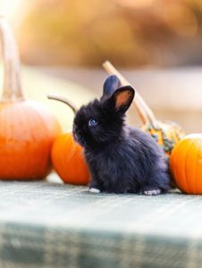 Instagram post by @huggablebuns