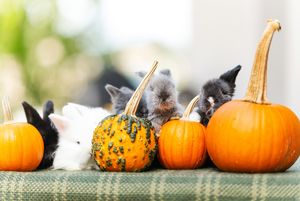 Instagram post by @huggablebuns