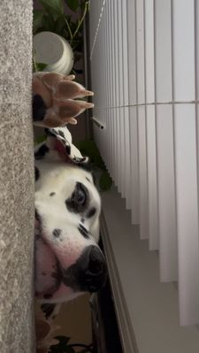 Instagram post by @talas_is_king