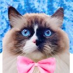 @willowdeaux Instagram Profile