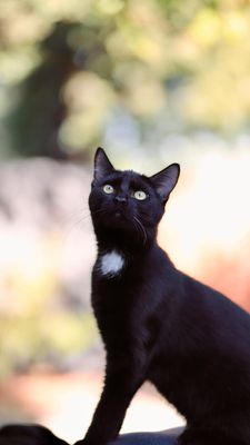 Instagram post by @cocovetmed