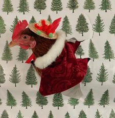 Instagram post by @melissazimm