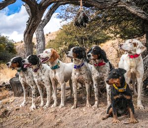 Instagram post by @quail_hawk