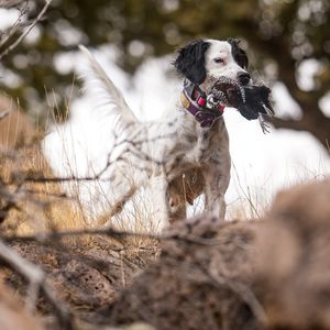 Instagram post by @quail_hawk