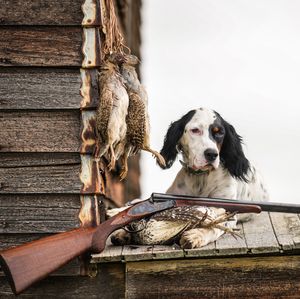 Instagram post by @quail_hawk