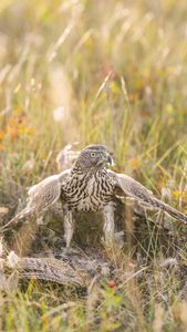 Instagram post by @quail_hawk