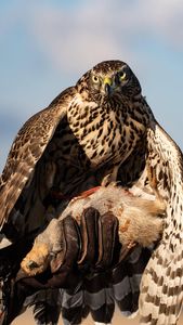 Instagram post by @quail_hawk