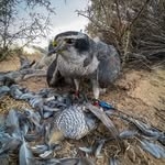 @quail_hawk Instagram Profile