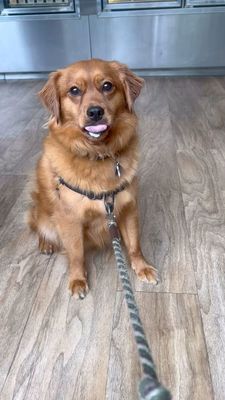 Instagram post by @hello_im_milo_