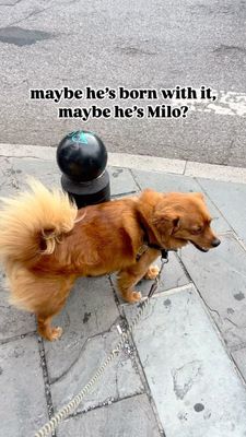 Instagram post by @hello_im_milo_