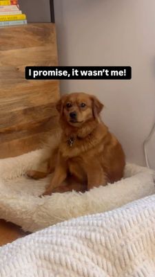 Instagram post by @hello_im_milo_