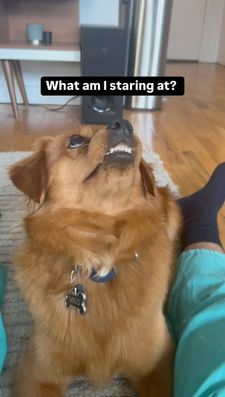 Instagram post by @hello_im_milo_