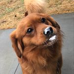 @hello_im_milo_ Instagram Profile