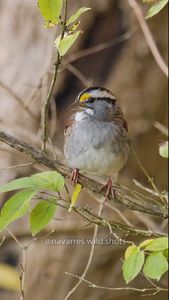 Instagram post by @navarres.wild.shots