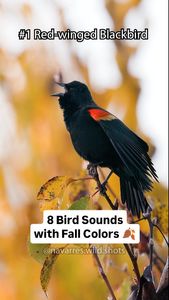 Instagram post by @navarres.wild.shots