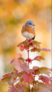 Instagram post by @navarres.wild.shots