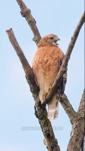 Instagram post by @navarres.wild.shots