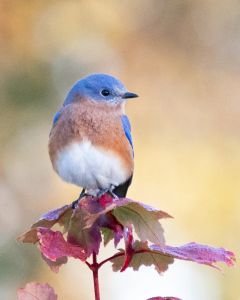 Instagram post by @navarres.wild.shots