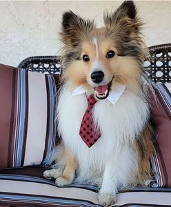 Instagram post by @archieabbyshelties