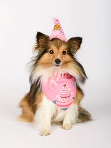 Instagram post by @archieabbyshelties