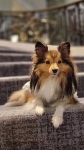 Instagram post by @archieabbyshelties