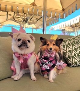 Instagram post by @archieabbyshelties