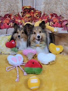 Instagram post by @archieabbyshelties